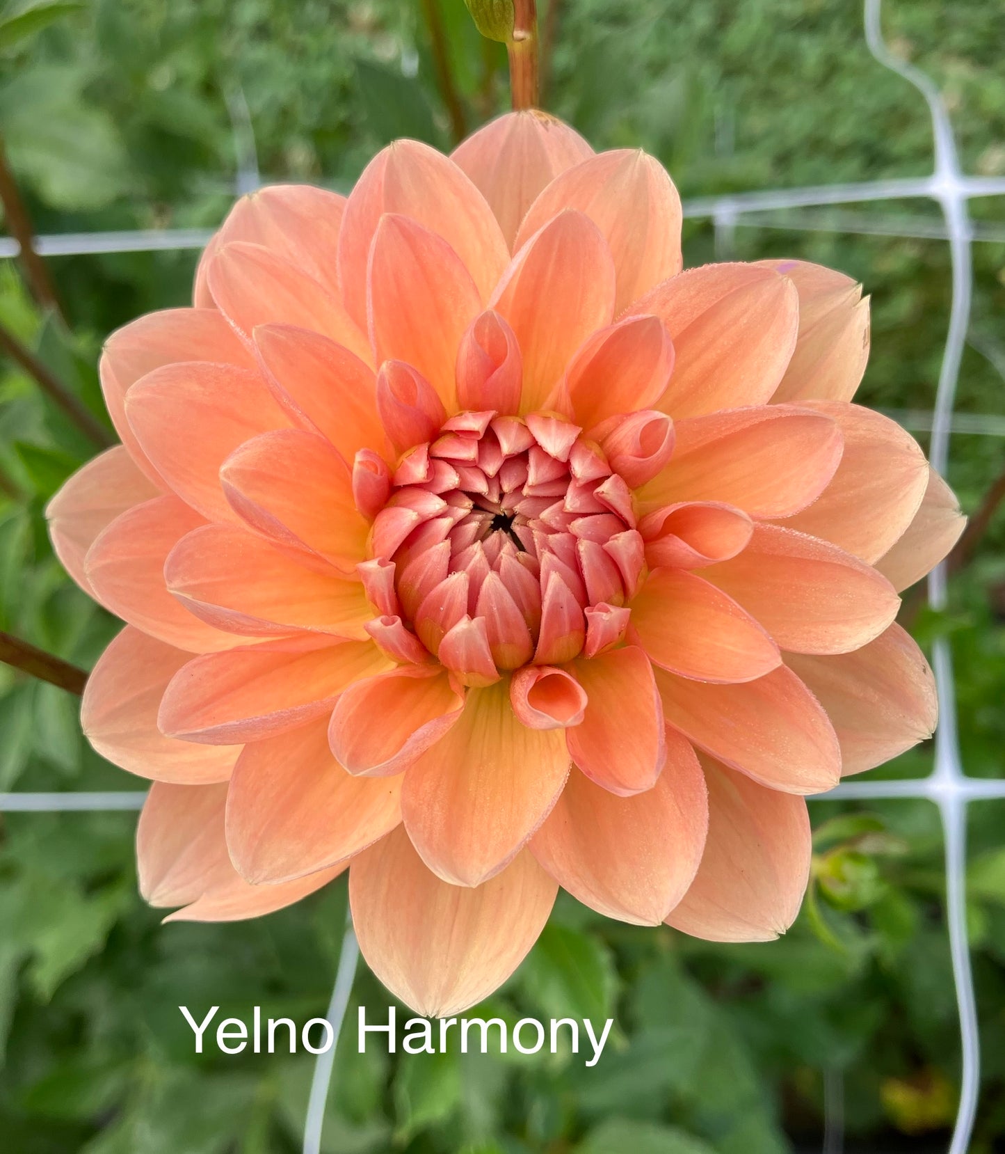 Yelno Harmony