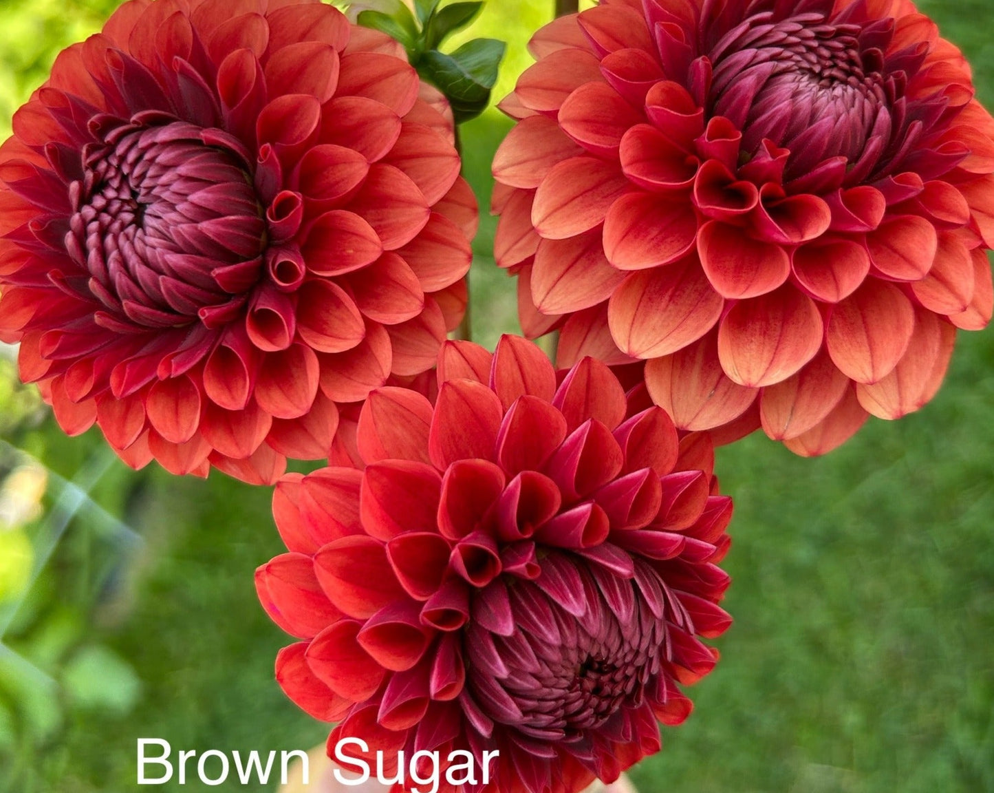 Brown Sugar