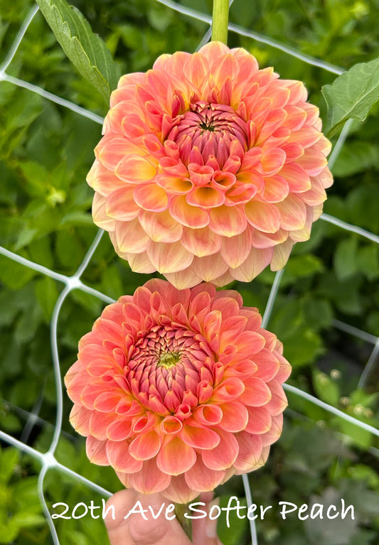 20th Ave Softer Peach
