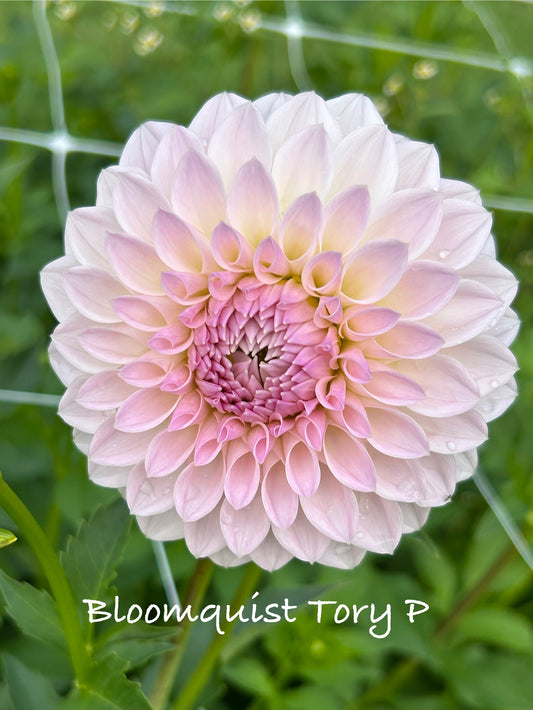 Bloomquist Tory P