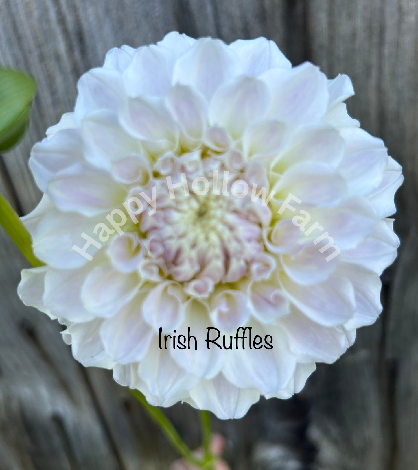 Irish Ruffles