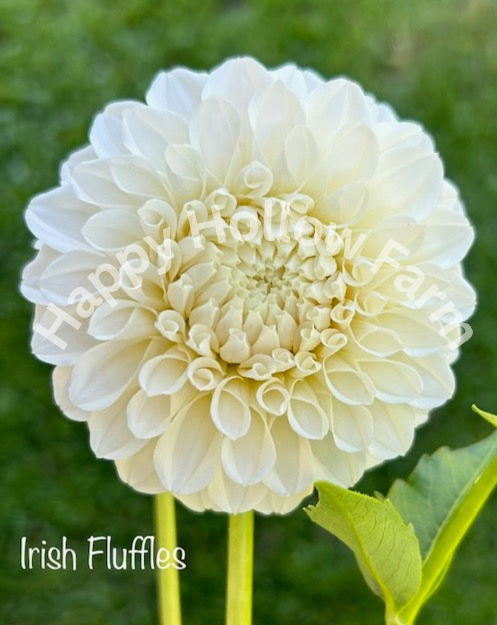 Irish Ruffles