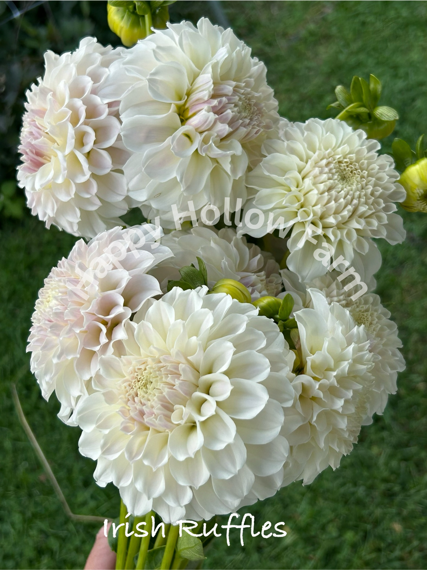Irish Ruffles