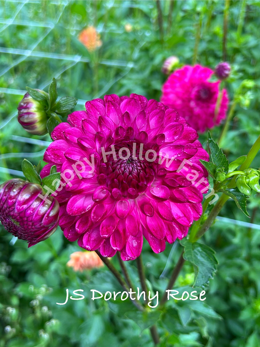 JS Dorothy Rose