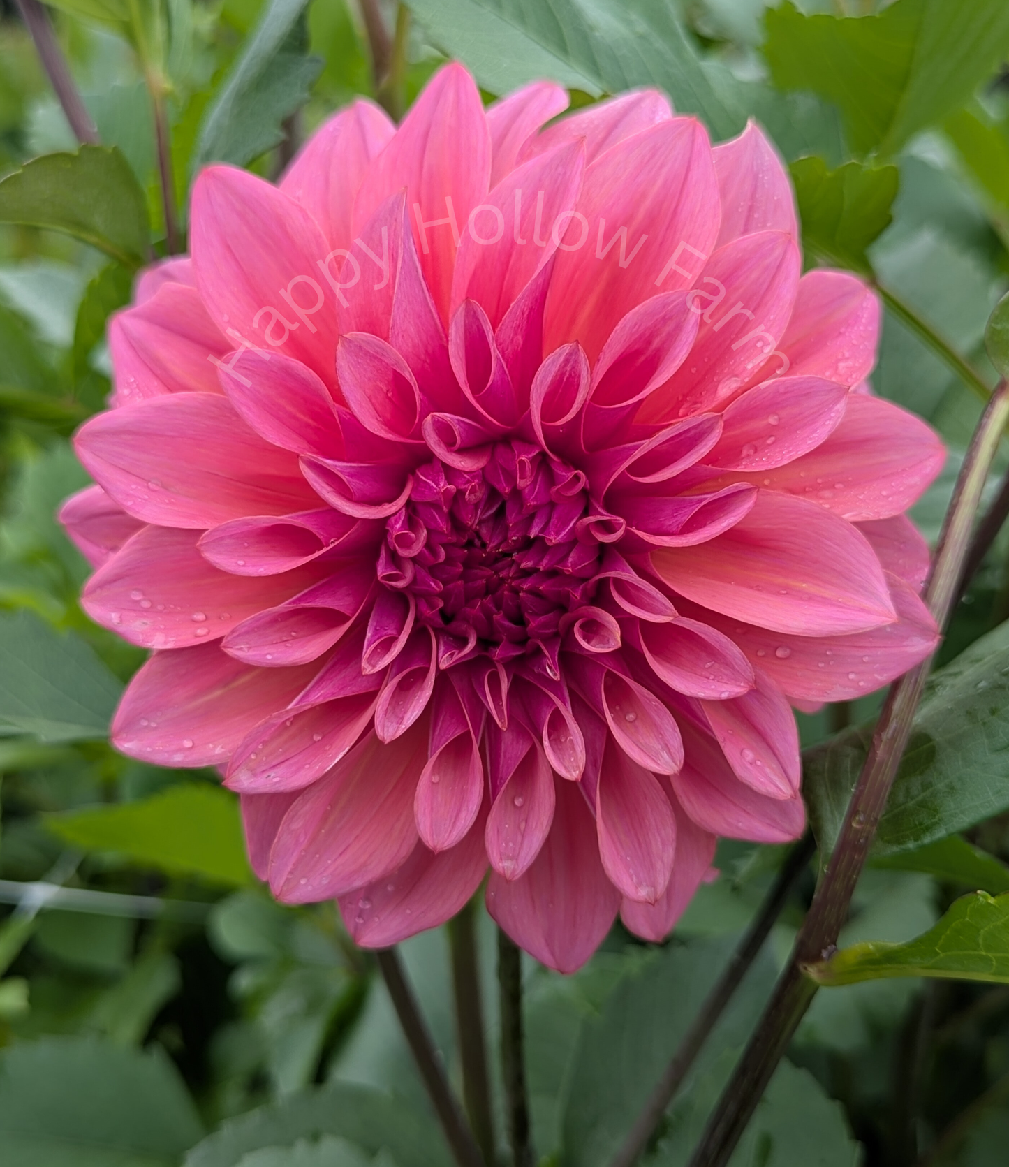 Jersey Beauty