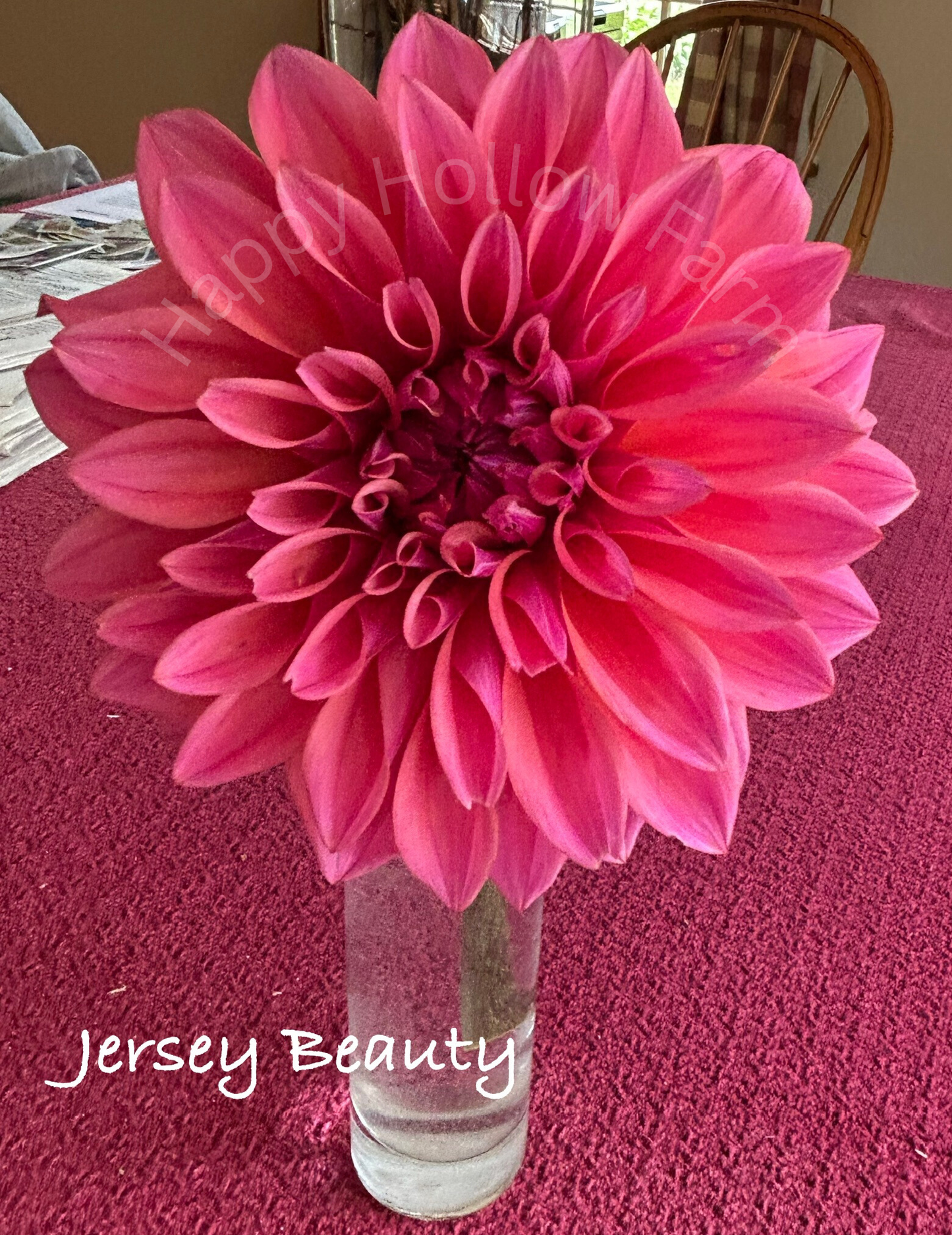 Jersey Beauty