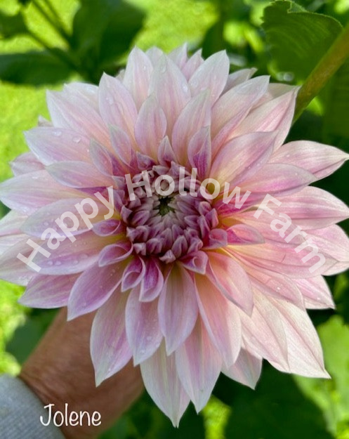 Jolene (CAFE AU LAIT-MINI)