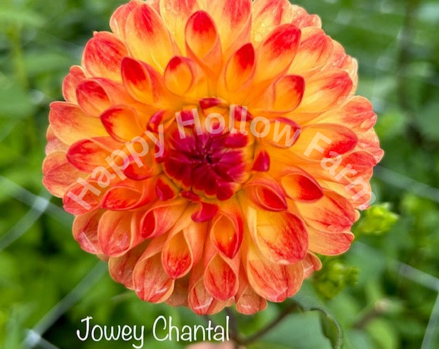 Jowey Chantal