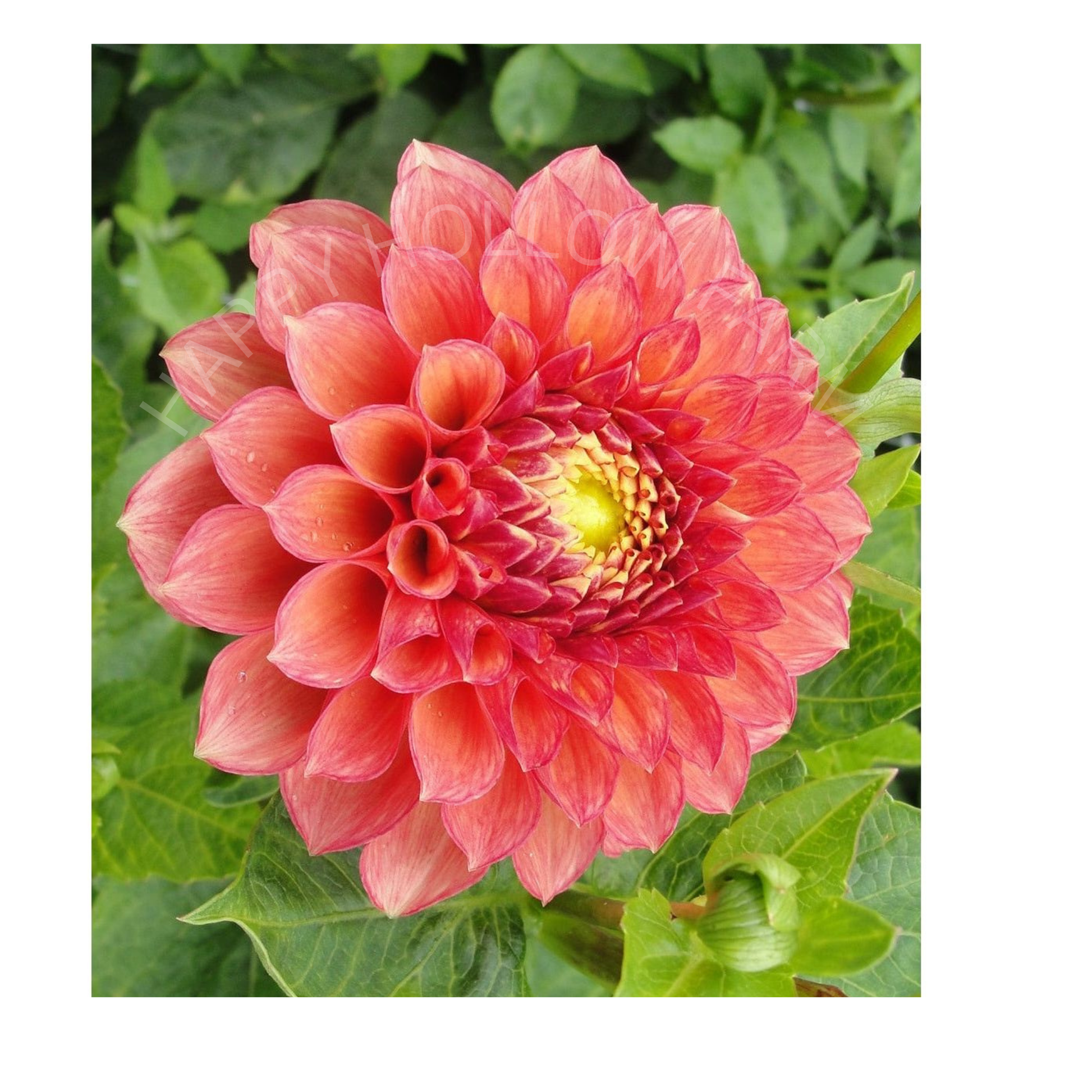 Lakeview Lucky Dahlia Tuber – Happy Hollow Farm Lakeview Lucky Dahlia Tuber – Happy Hollow Farm