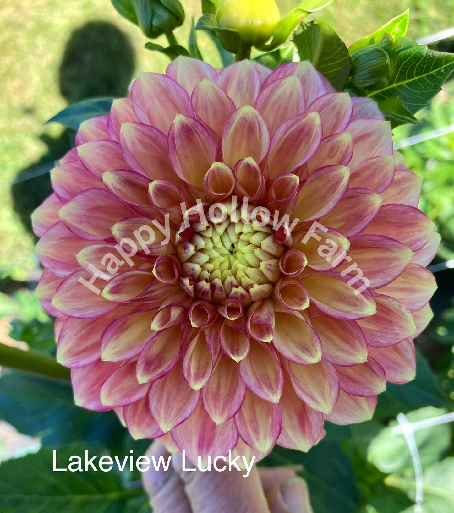 Lakeview Lucky Dahlia Tuber – Happy Hollow Farm Lakeview Lucky Dahlia Tuber – Happy Hollow Farm