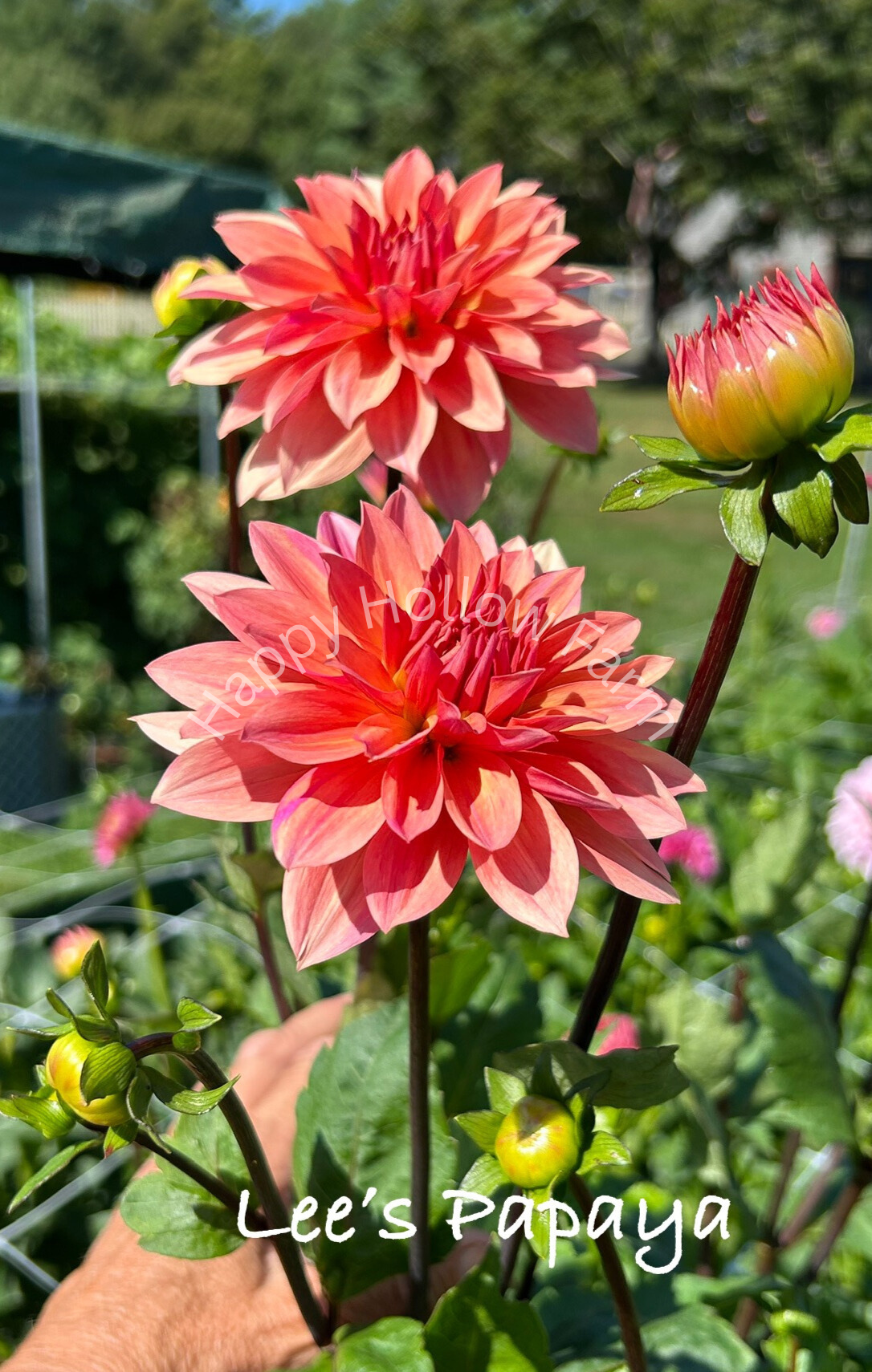 Lee's Papaya