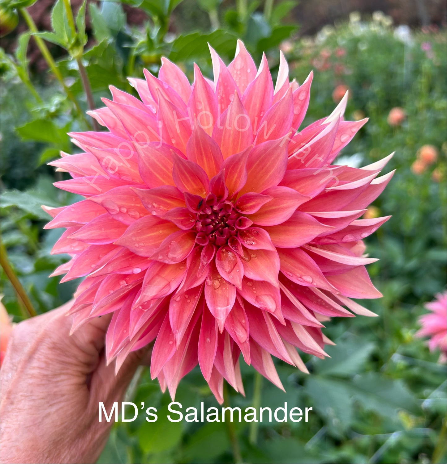 MD's Salamander