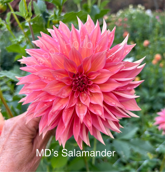 MD's Salamander