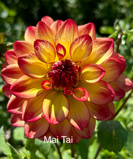 Mai Tai