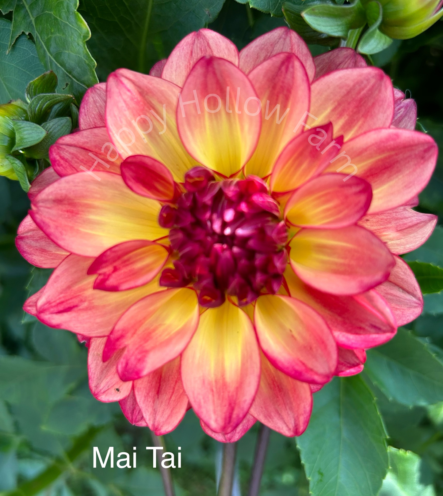 Mai Tai