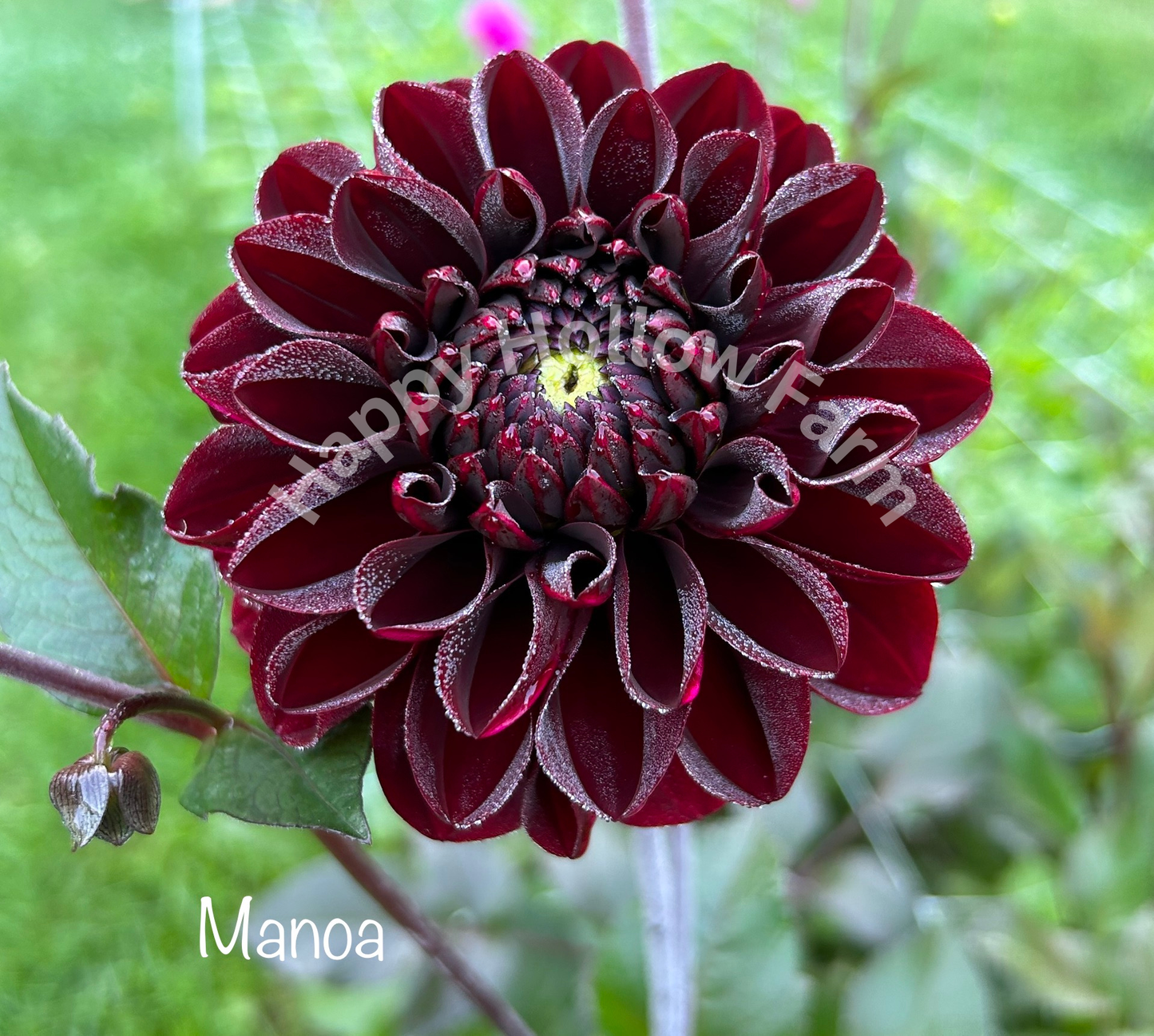 Manoa