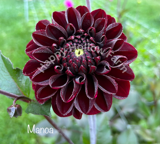 Manoa