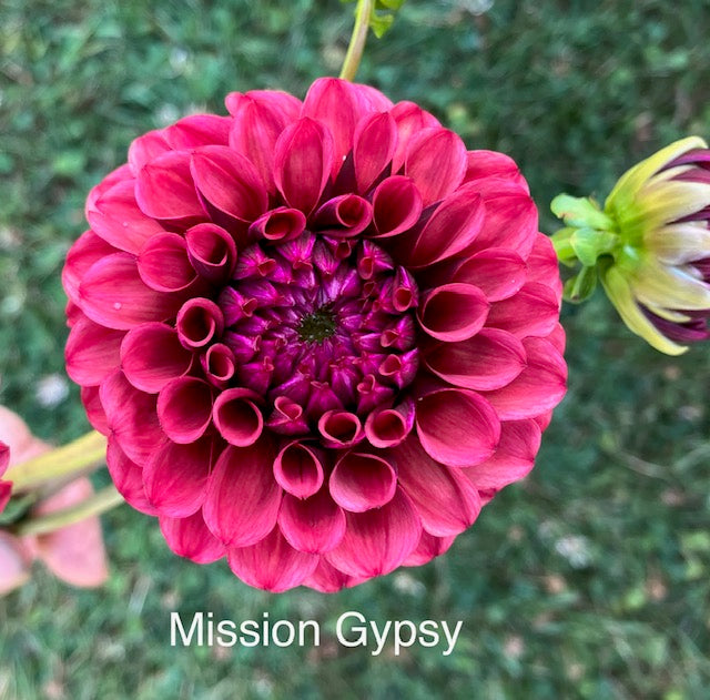 Mission Gypsy