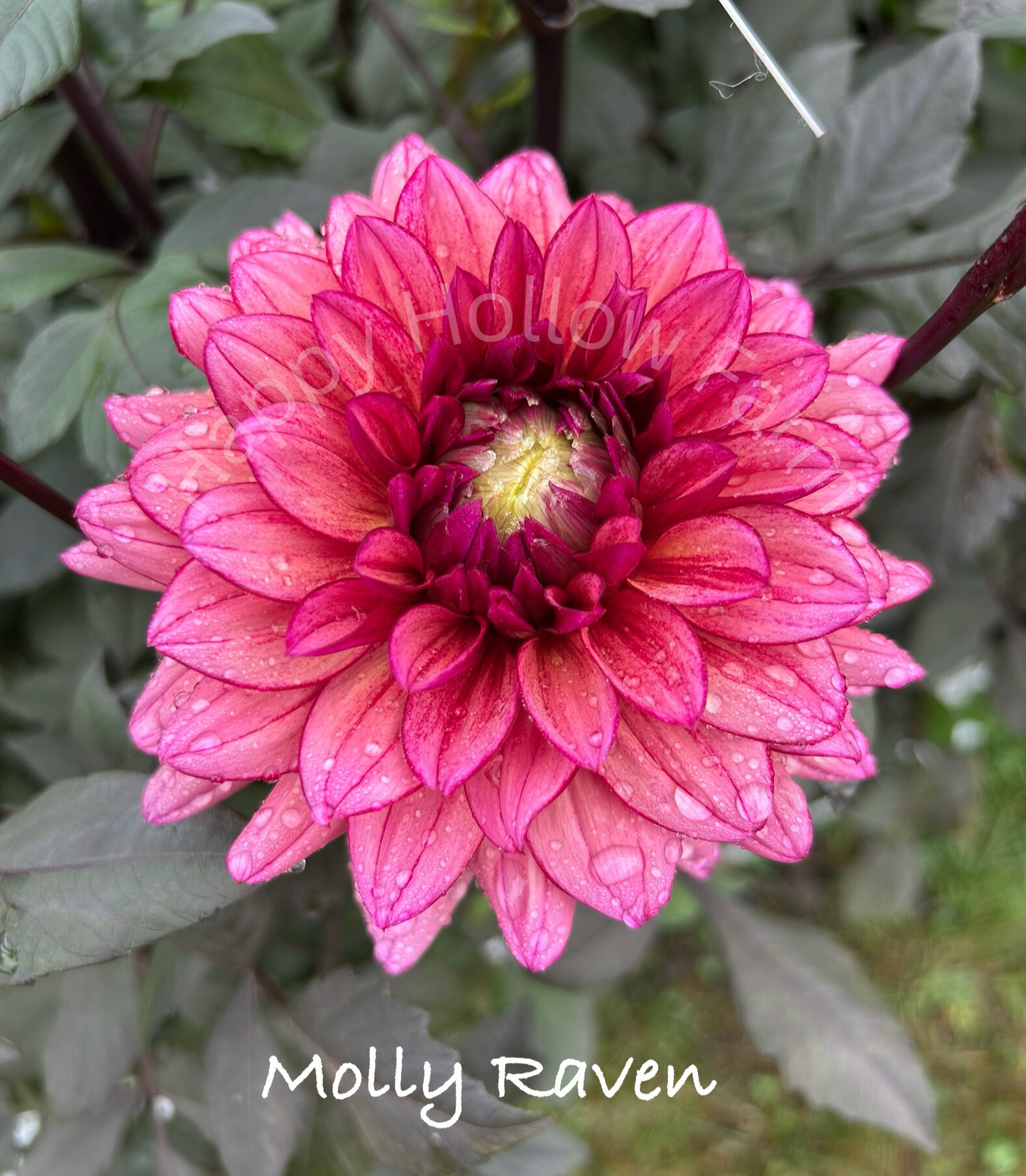 Molly Raven