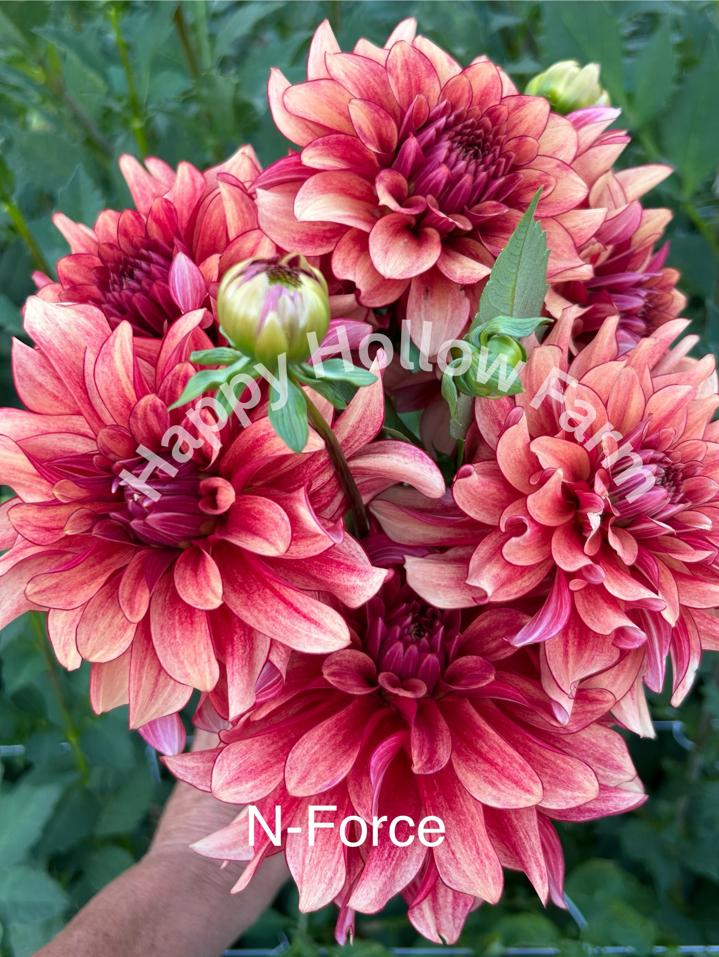 N-Force