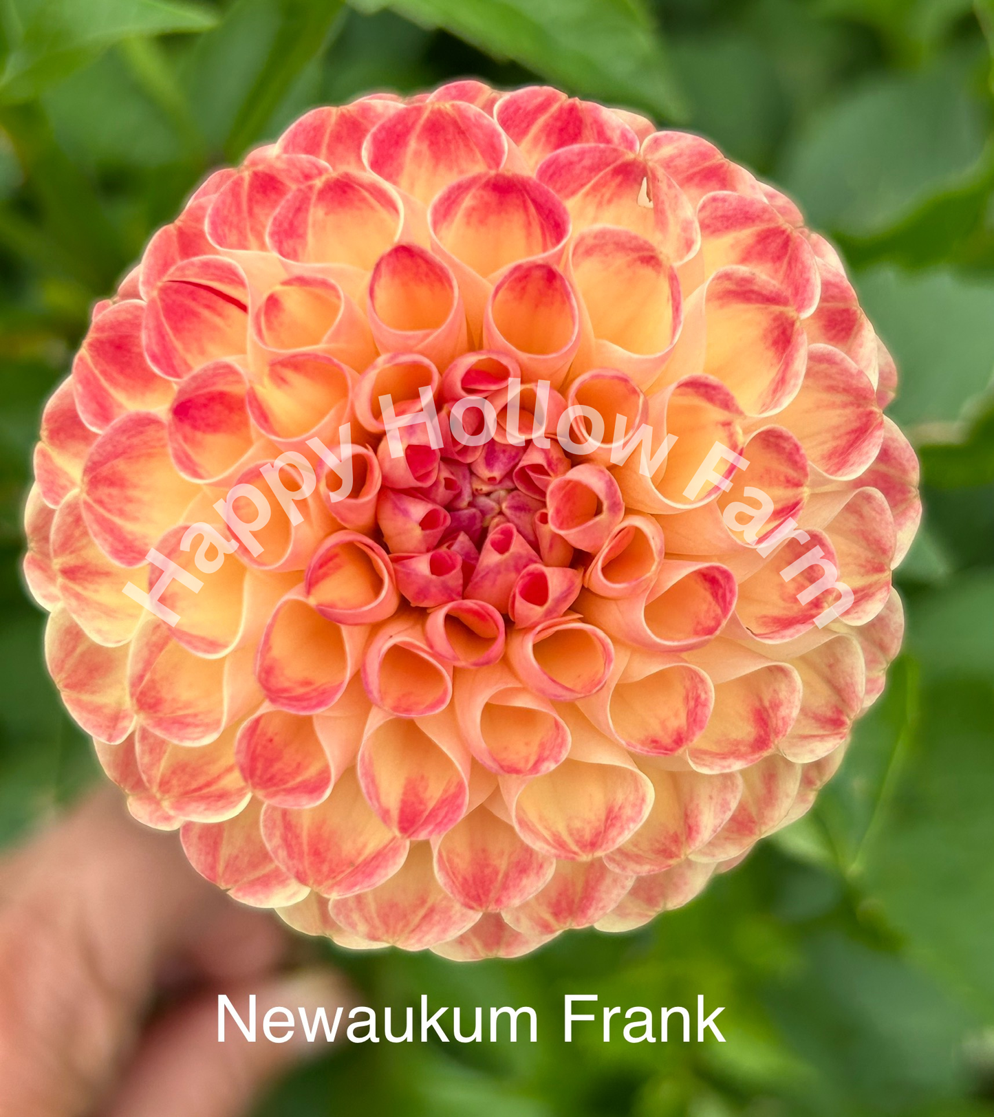 Newaukum Frank