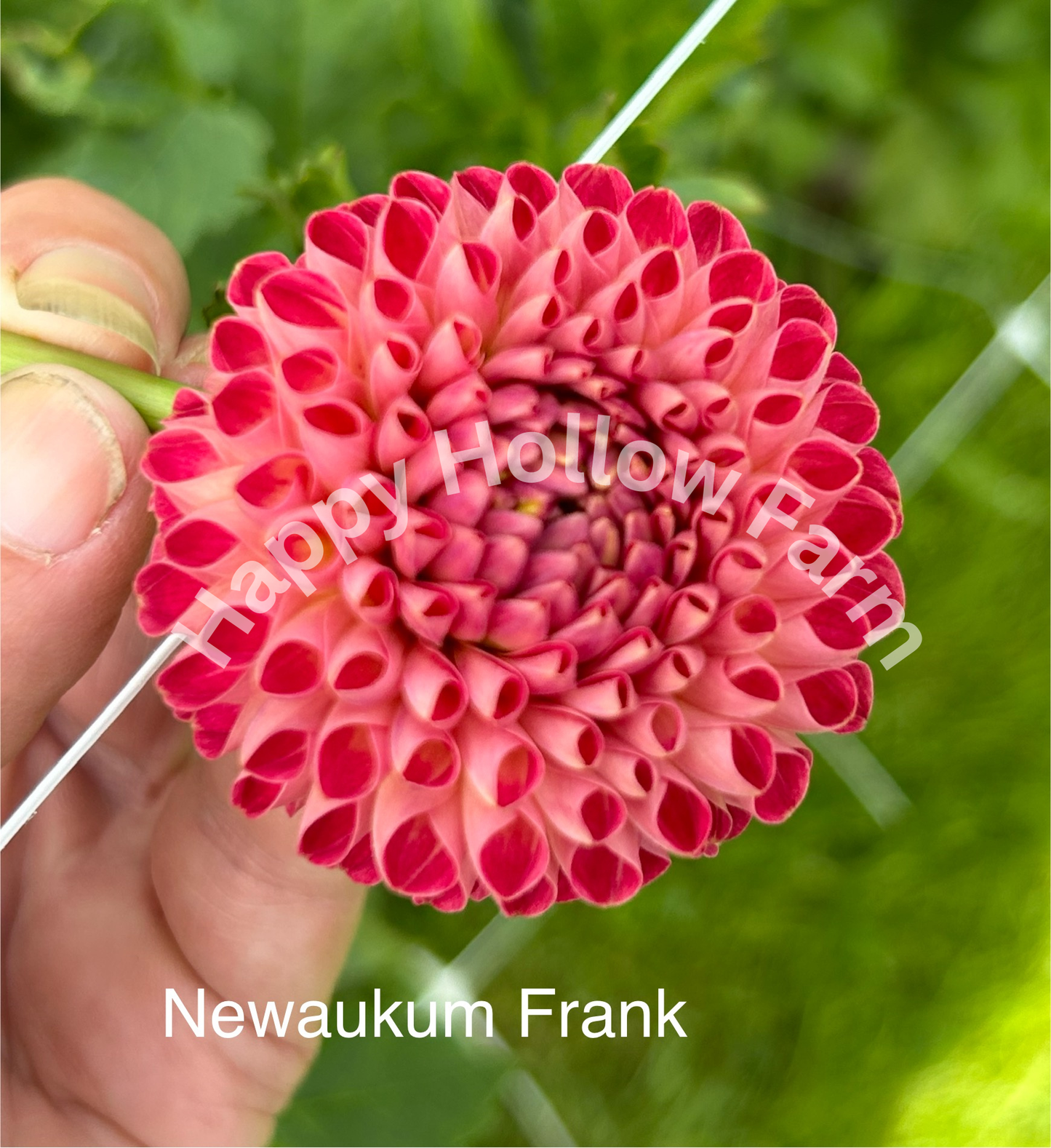 Newaukum Frank