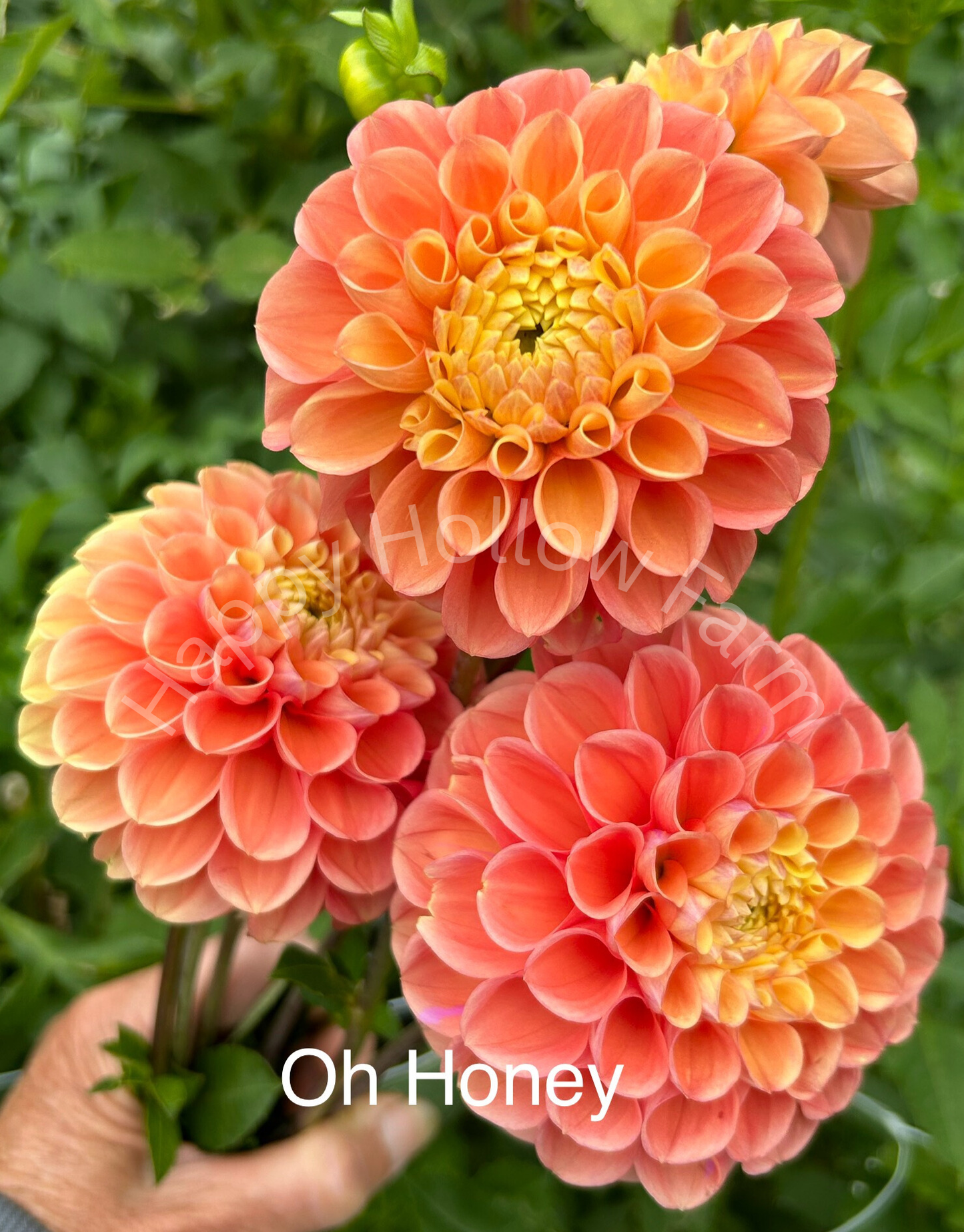 Oh Honey!
