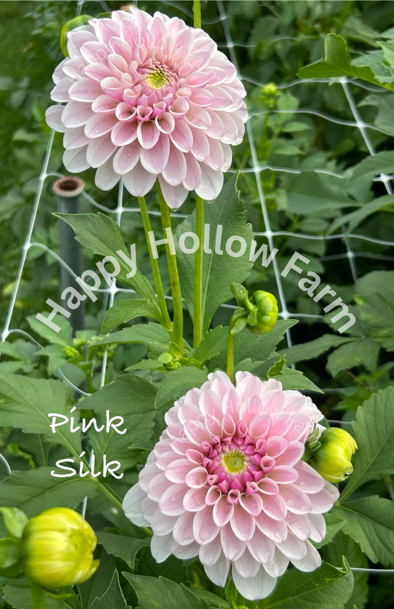Pink Silk