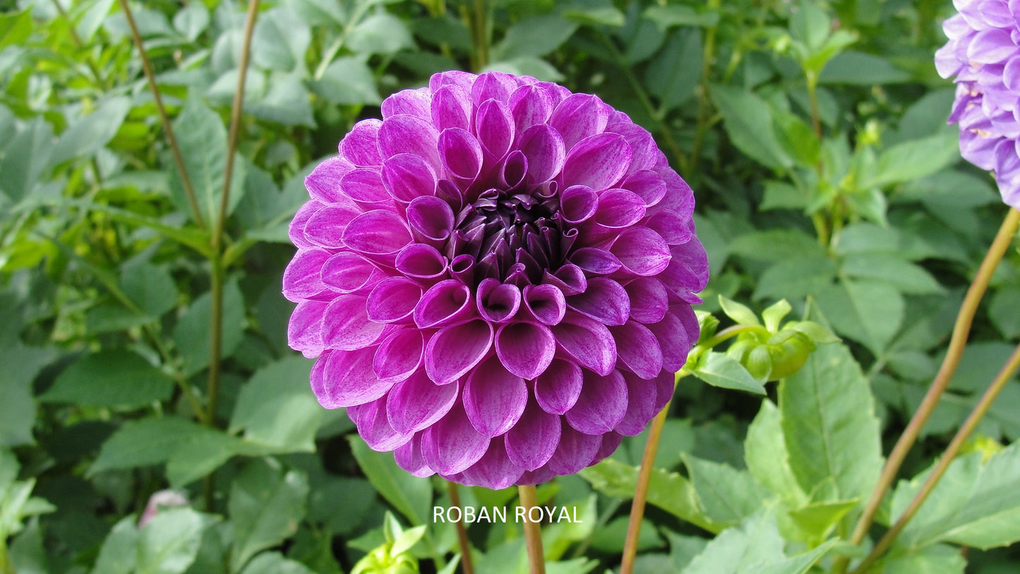 Robann Royal