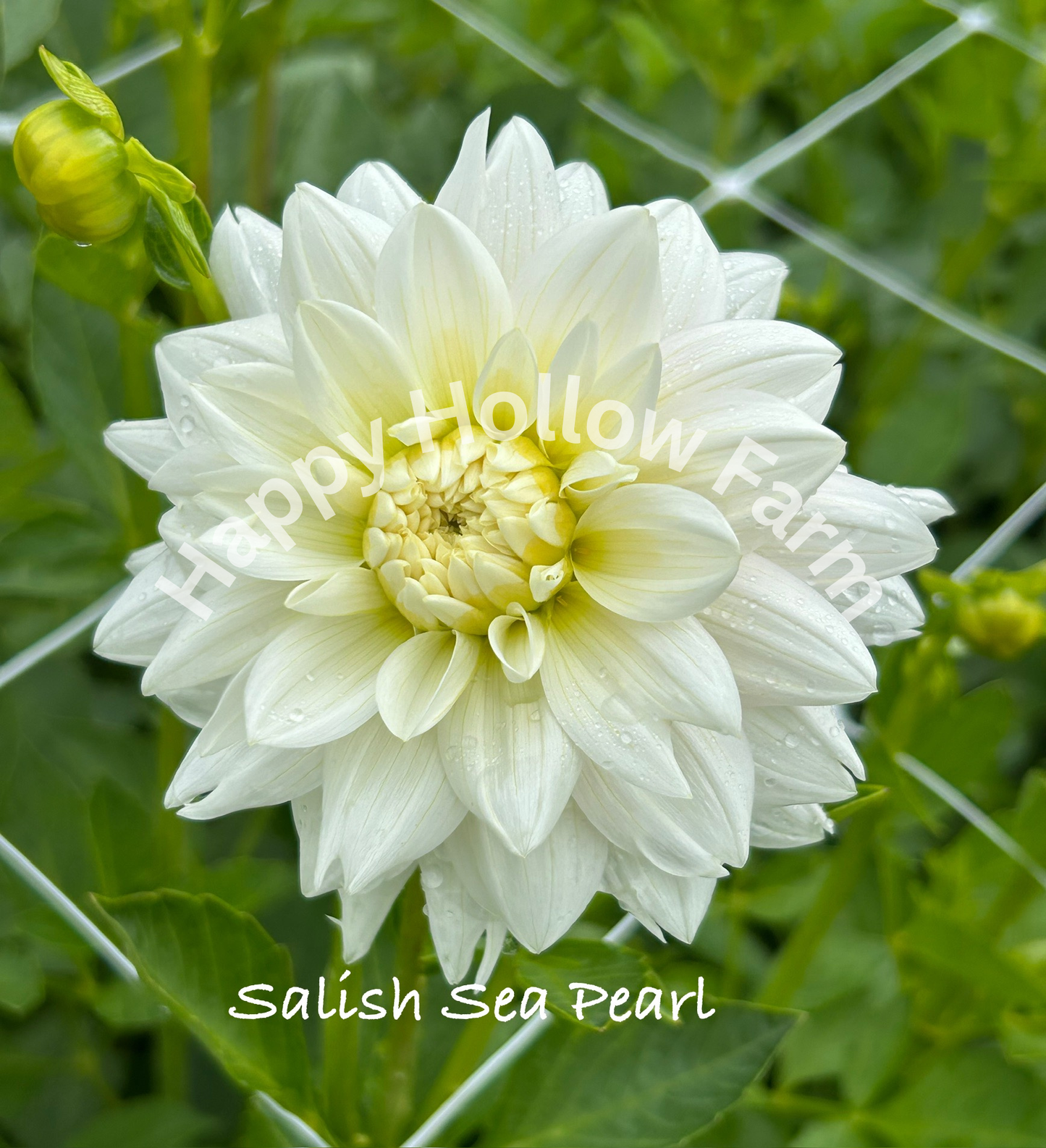 Salish Sea Pearl