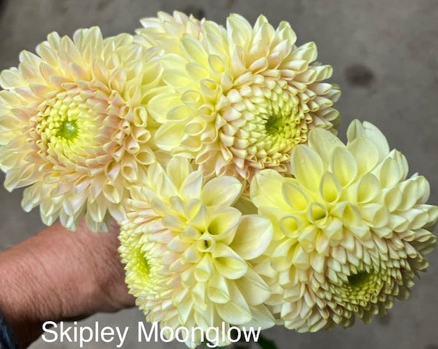 Skipley Moonglow