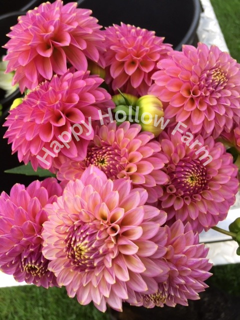 Skipley Spot of Gold