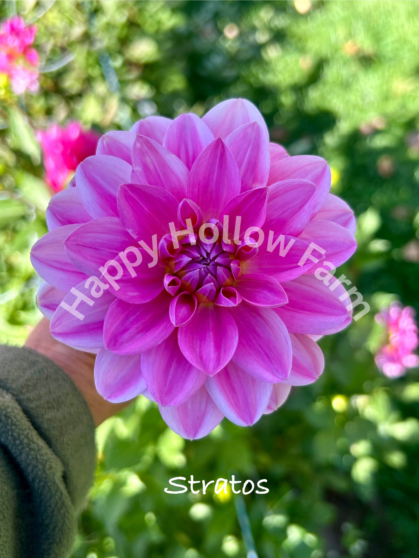 Stratos