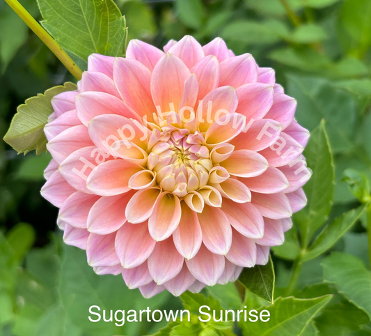 Sugartown Sunrise