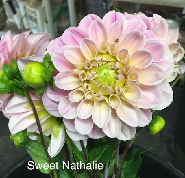 Sweet Nathalie