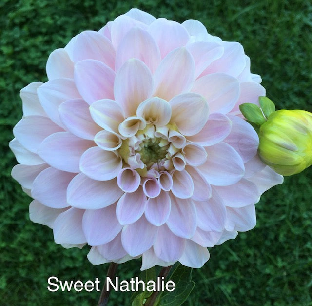 Sweet Nathalie