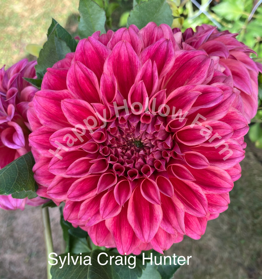 Sylvia Craig Hunter