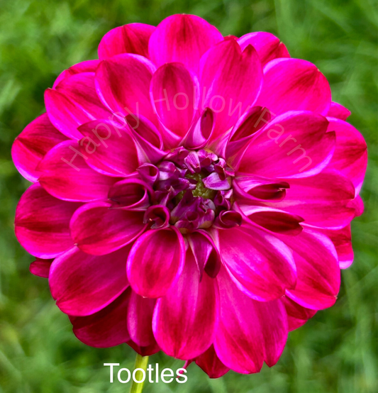 Tootles