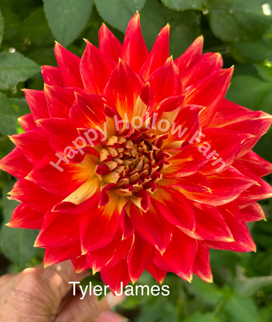 Tyler James