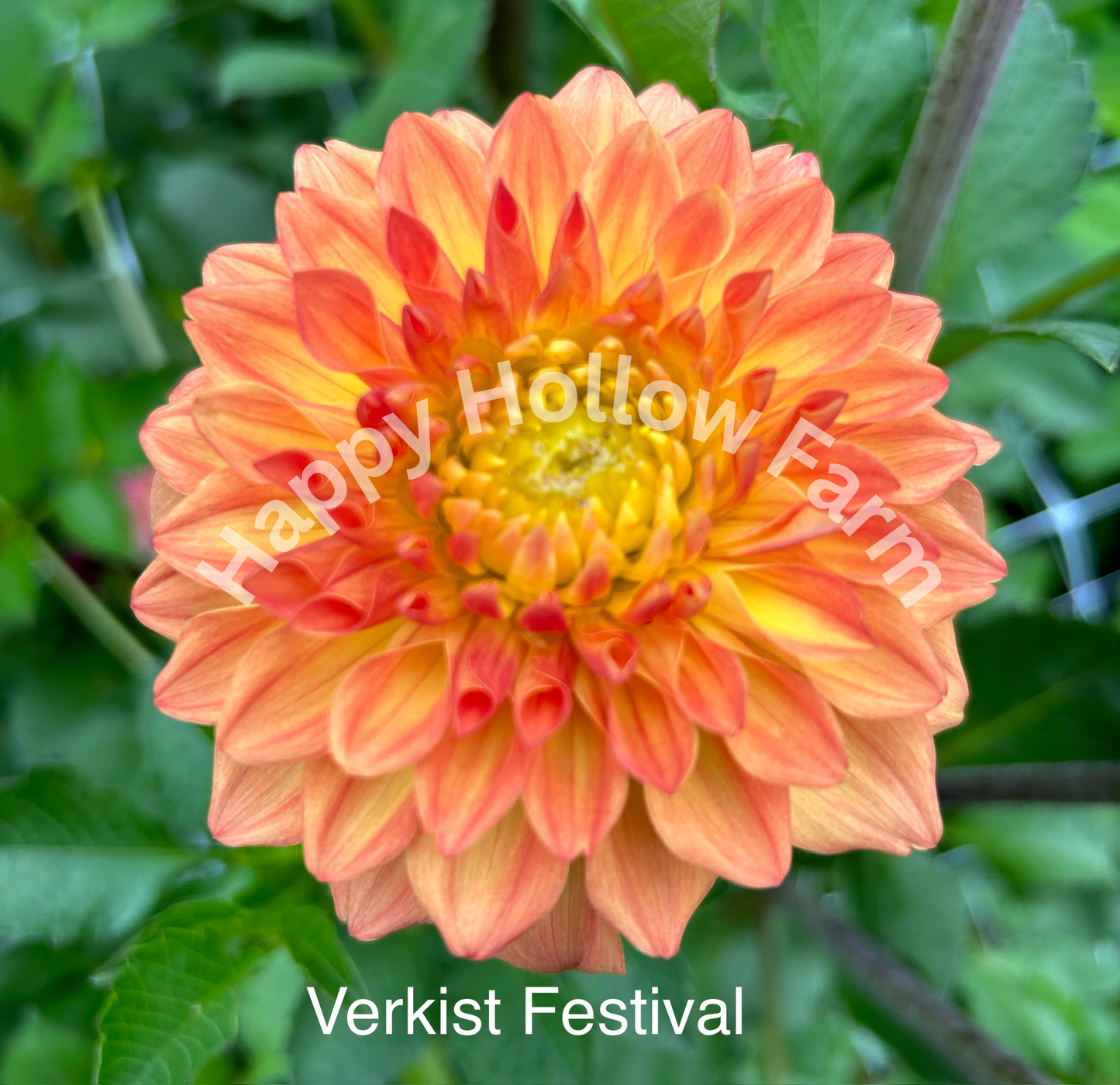 Verkist Festival Dahlia Tuber – Happy Hollow Farm