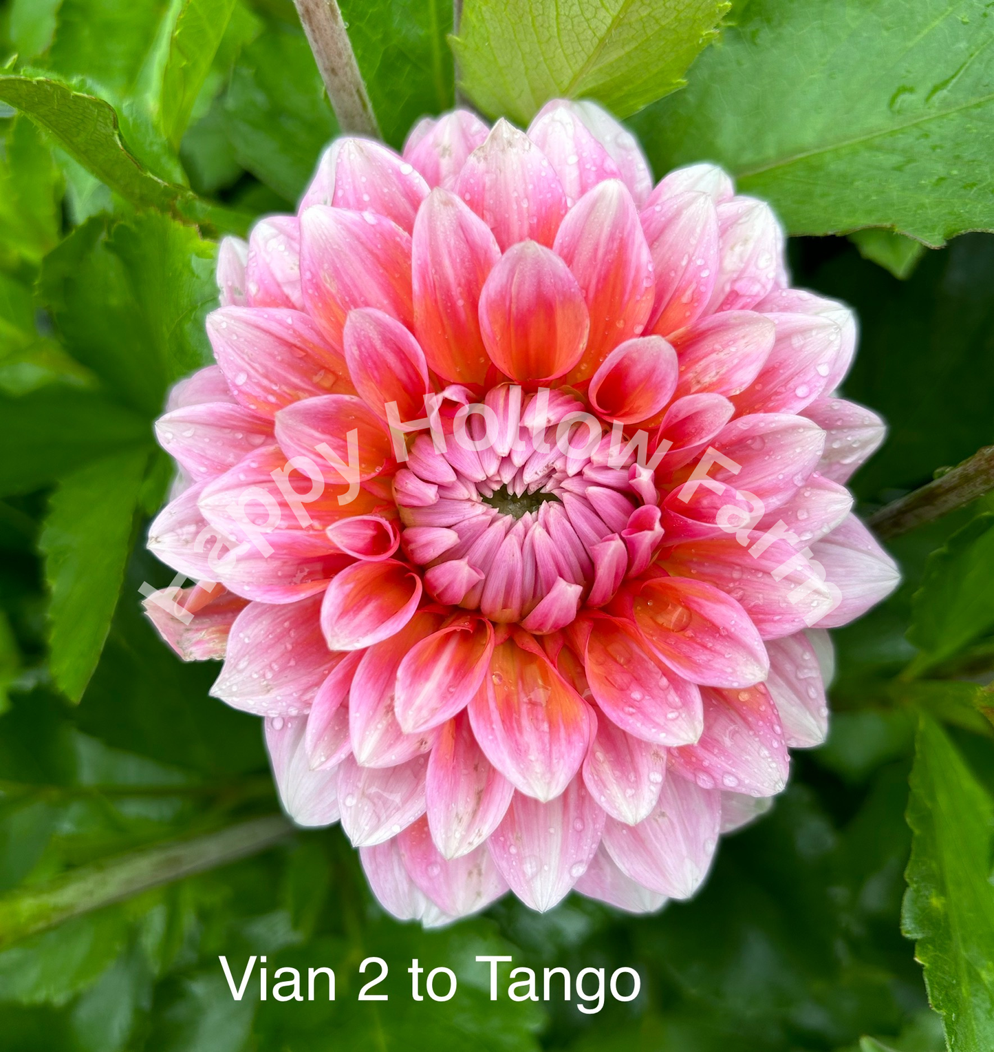 Vian 2 to Tango