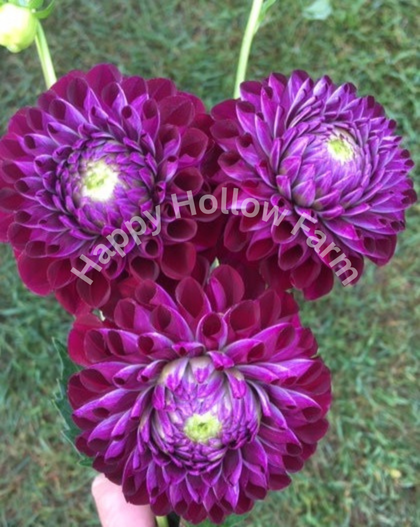 WB's MC