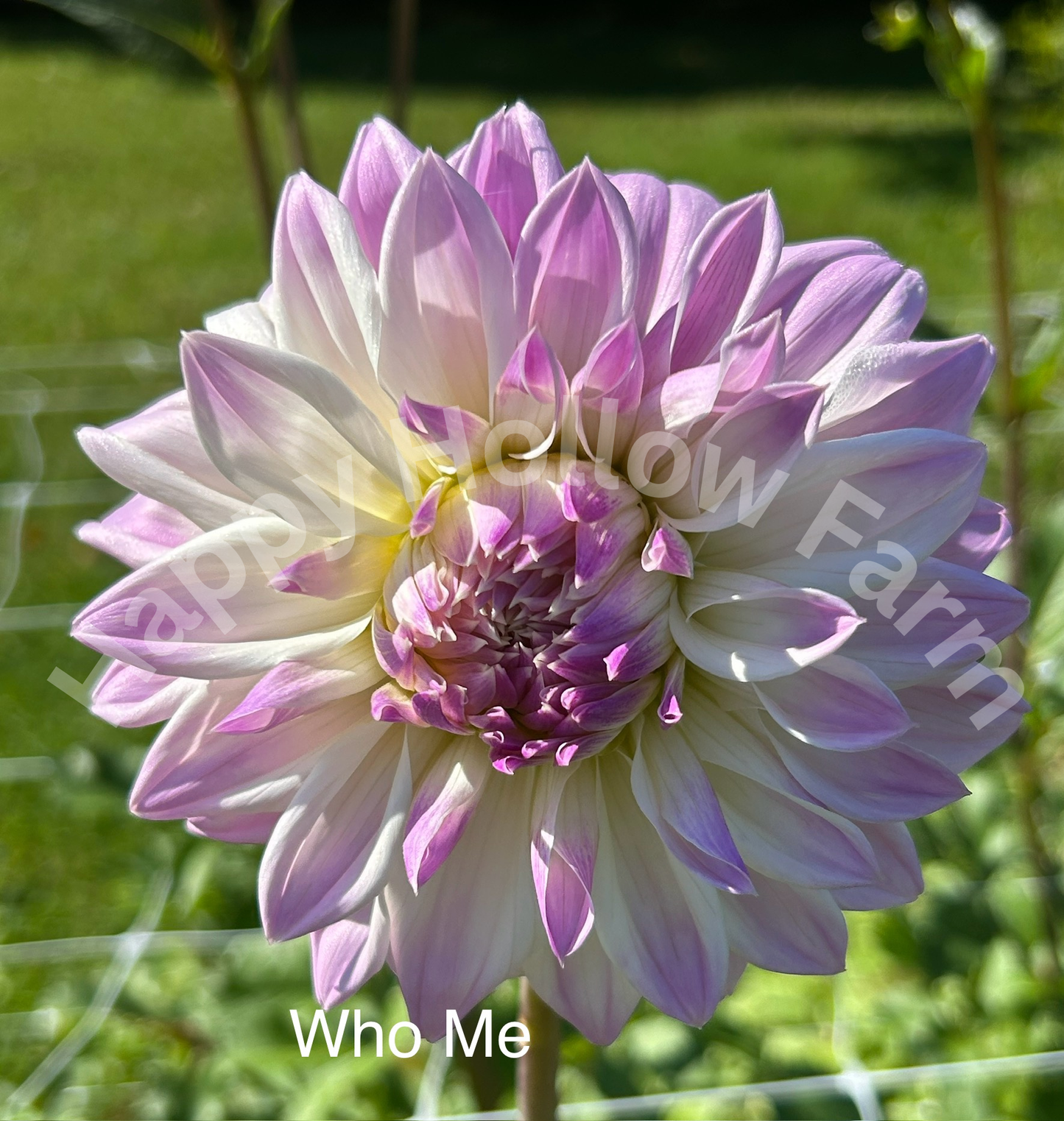 Who Me?