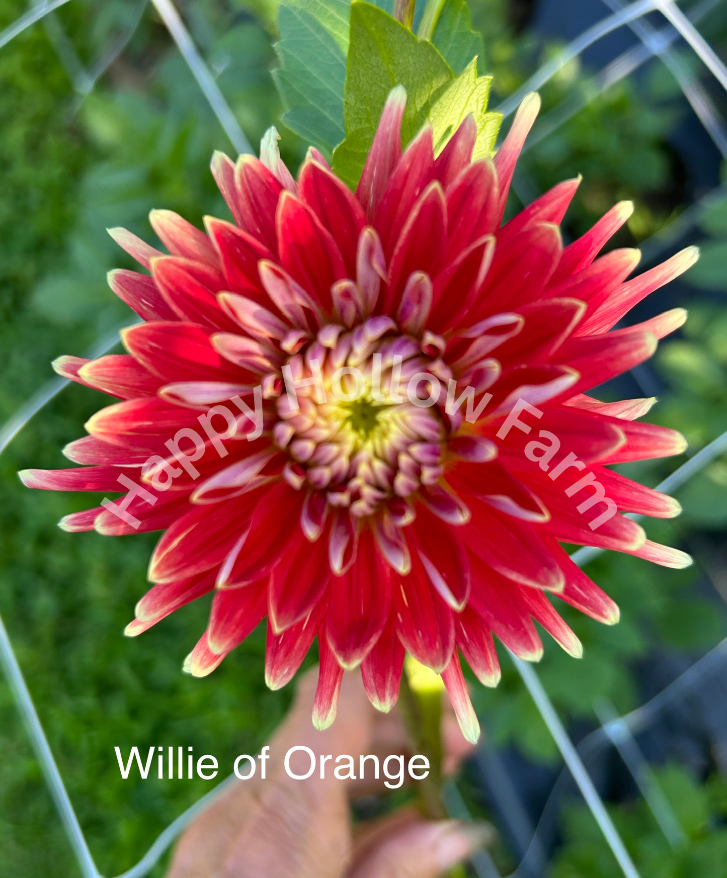 Willie of Orange