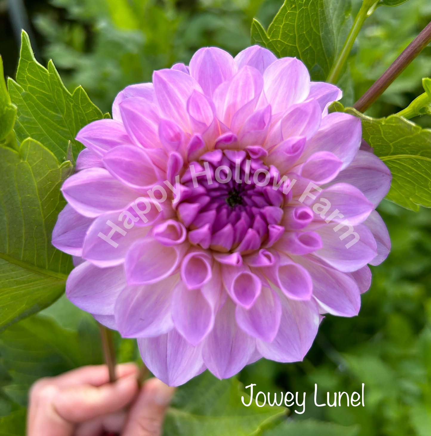 Jowey Lunel