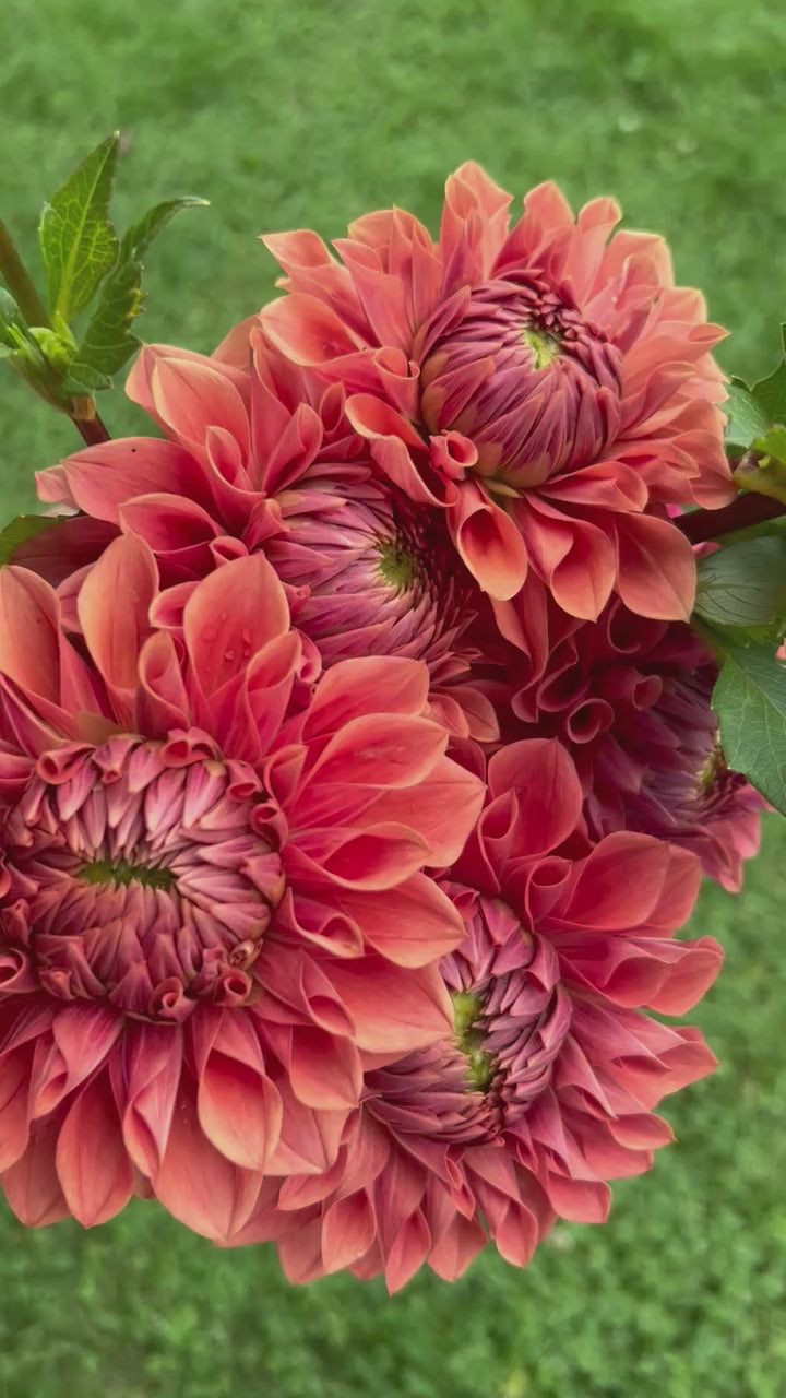 Hy Patti Dahlia Tuber – Happy Hollow Farm